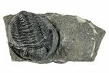 Detailed Gerastos Trilobite Fossil - Morocco #271897-2
